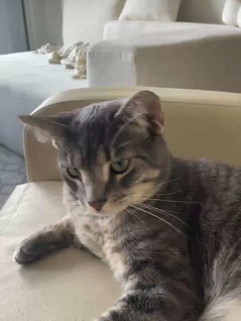 室友发来的小猫照片，很霸道