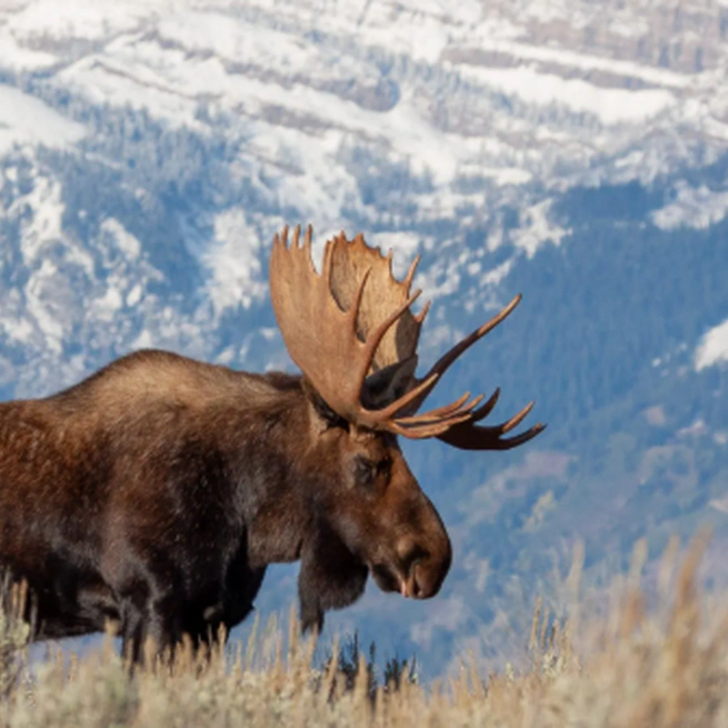 《额尔古纳河右岸》