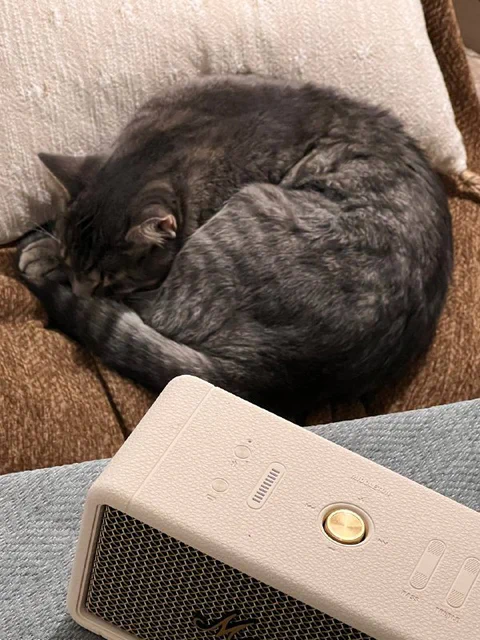 1/31 小猫的最新睡觉地点，换个角度