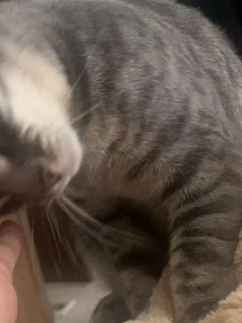 1/28 小猫清晨谄媚 他不是爱我，他只是饿了
